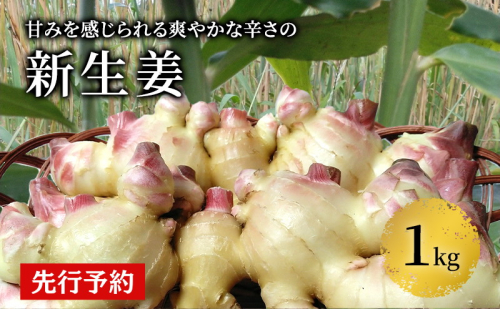 先行予約 秋田県 にかほ市産  新生姜1kg【 生姜 しょうが ショウガ ジンジャー 薬味 】 1980181 - 秋田県にかほ市