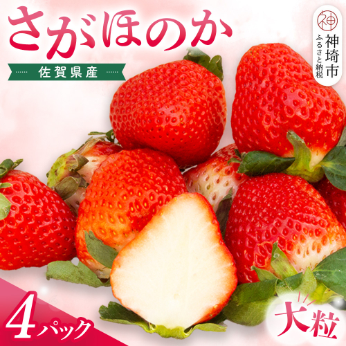 【先行受付 令和9年1月より発送】佐賀県産『さがほのか』4Pセット【いちご 苺 イチゴ 大粒 果物 フルーツ デザート ふるさと納税】(H108103) 1980296 - 佐賀県神埼市