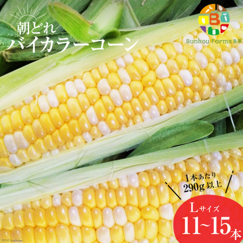 AG034　【令和8年度出荷分】5月下旬から出荷！「朝どれバイカラーコーン！」L×11～15本セット 198029 - 長崎県島原市