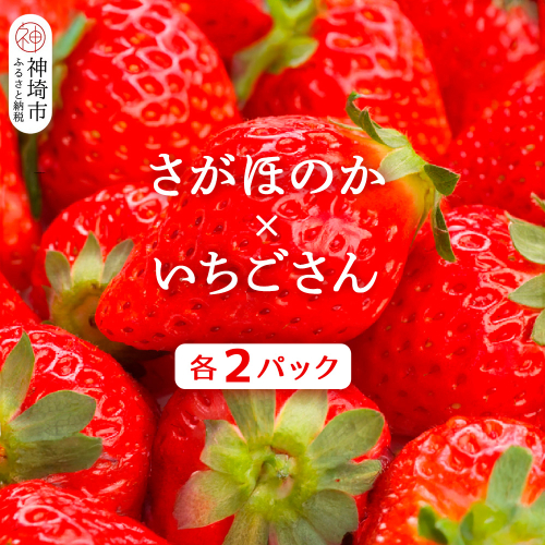 苺(さがほのか・いちごさん)各2パック【果物 くだもの フルーツ イチゴ 佐賀】(H116136) 1982014 - 佐賀県神埼市