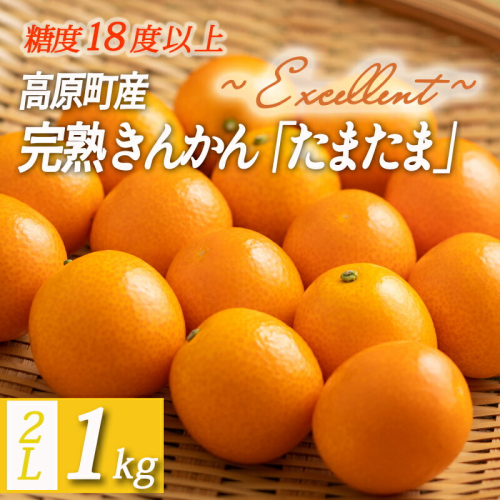 【数量・期間限定】完熟きんかん《糖度18度以上》「たまたまエクセレント」2Lサイズ 1kg [季節限定 フルーツ 産地直送 産直 果物 柑橘類 ワンストップオンライン] TF0051-P00015 1982070 - 宮崎県高原町