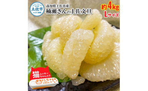 【先行予約】楠瀬さん土佐文旦 約4kg Lサイズ 猫ムッキーちゃん入り 10玉前後 ぶんたん ブンタン フルーツ 柑橘 みかん 果物 くだもの 柑橘類 デザート 贈答用 プレゼント ギフト 家庭用 国産 1983102 - 高知県土佐市
