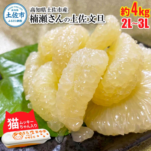 楠瀬さん土佐文旦 約4kg 2L～3Lサイズ 猫ムッキーちゃん入り 7玉前後 ぶんたん ブンタン フルーツ 柑橘 みかん 果物 くだもの 柑橘類 デザート 贈答用 プレゼント ギフト 家庭用 国産 1983104 - 高知県土佐市