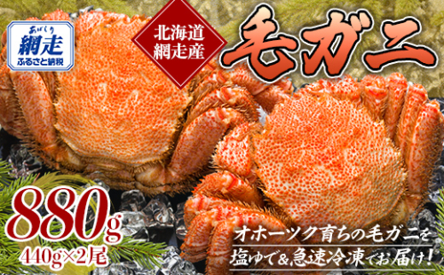 網走産 毛ガニ 440g×2尾 ABE091 1983662 - 北海道網走市