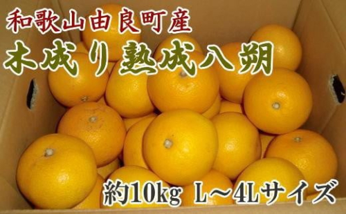 ［産直］和歌山由良町産の木成り熟成八朔約10kg（L～4Lサイズをお届け）★2026年3月中旬頃より順次発送［TM137］ 198388 - 和歌山県上富田町