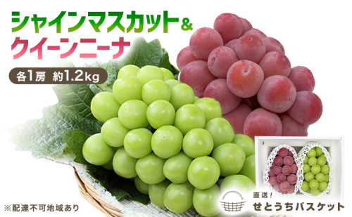 ぶどう 2026年 先行予約 シャインマスカット ＆ クイーンニーナ 各1房 約1.2kg ブドウ 葡萄 岡山県産 国産 フルーツ 果物 直送！せとうちバスケット 1985377 - 岡山県玉野市