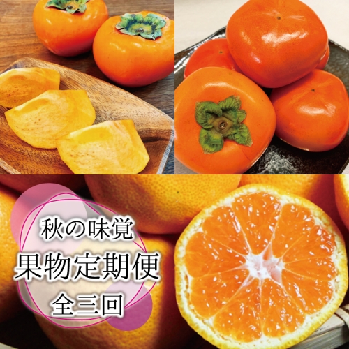 【全3回定期便】秋の味覚 果物定期便　柿・みかん　旬のフルーツを毎月お届け♪