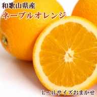 【濃厚】和歌山県産ネーブルオレンジ 15玉～27玉（L～4Lサイズおまかせ）【tec918】