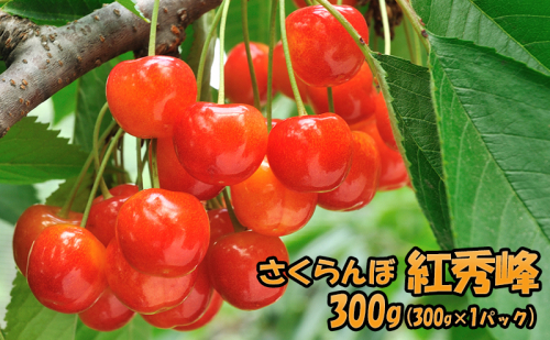 [先行受付] 北海道 仁木町産 JA新おたる さくらんぼ 紅秀峰 300g（300g×1パック） 果物類 フルーツ チェリー 1991726 - 北海道仁木町