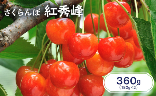 先行受付 北海道 仁木町産 さくらんぼ 紅秀峰 360g（180g×2パック） サクランボ チェリー フルーツ 果物 果物類  仁木町 仁木 [JA新おたる] 1991727 - 北海道仁木町