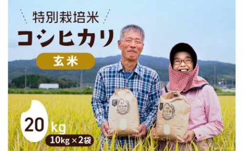 お米 特別栽培米 コシヒカリ [ 玄米 ] 10kg×2袋 / 農家にしの / 石川県 宝達志水町