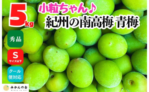 南高梅 青梅 秀品 小粒ちゃん 約5kg Sサイズ以下 和歌山県産 紀州有田 産地直送 クール便対応 梅酒作り用 梅ジュース作り用 1993631 - 和歌山県有田川町