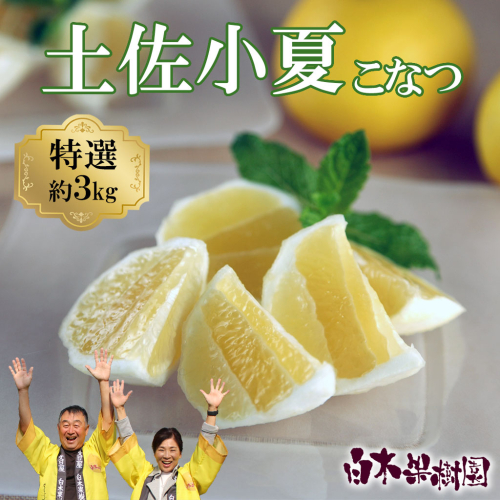 ＜果樹園直送＞土佐小夏 特選品贈答用 約3kg 3キロ こなつ 小夏 日向夏 ニューサマーオレンジ 柑橘 かんきつ 柑橘類 フルーツ 果物 くだもの 果実 デザート おやつ プレゼント ギフト 贈り物 常温配送 1994181 - 高知県土佐市