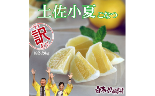 先行予約　＜白木果樹園＞ 土佐小夏 訳ありご家庭用 約3.5kg 1994183 - 高知県土佐市