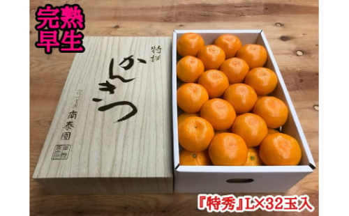 年内発送 完熟早生 有田みかん 化粧箱 特秀 L サイズ 32玉入 和歌山 南泰園 みかん 199475 - 和歌山県有田川町