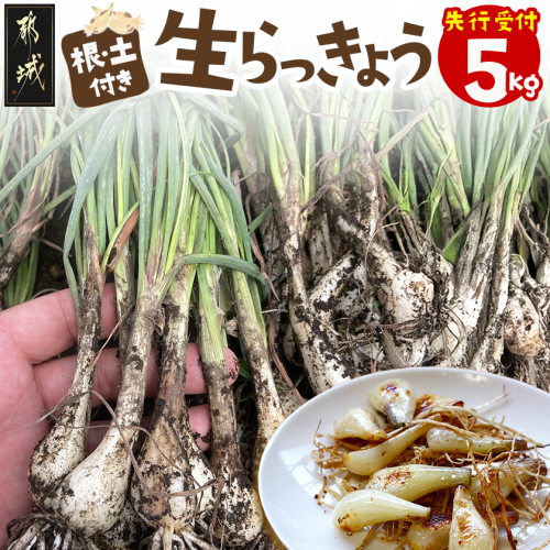 【先行受付!】根付き土付き生らっきょう5kg≪2026年5月中旬以降順次お届け≫_12-L701 1994837 - 宮崎県都城市