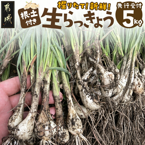 【先行受付!】掘りたて!新鮮!!根付き土付き生らっきょう5kg≪2025年5月中旬以降順次お届け≫_AA-L701 1994837 - 宮崎県都城市