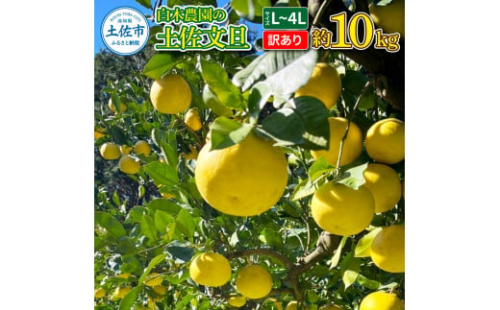 白木農園の土佐文旦 訳あり L～4L 約10キロ 10kg ぶんたん ブンタン フルーツ 柑橘 みかん 果物 くだもの 柑橘類 デザート わけあり ご自宅用 ご家庭用 自分用 お取り寄せ 国産 1995208 - 高知県土佐市