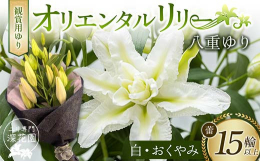 八重咲きのオリエンタルリリーは、咲いたときのボリューム感は圧倒的で豪華。特にオリエンタルリリーは輪も大きいので、迫力満点です。花びらは少なくとも12枚。花びらが多いぶん、1輪の花のもちがよいのも特徴で