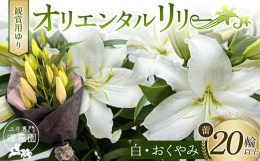 オリエンタルリリーは、優美な色彩とよく整った大輪の香り高い花です。日本を原産とするヤマユリやカノコユリなどの、森林のユリを交配して作られた品種群を指します。＜夏場の出荷について＞夏季（7月中旬から9月