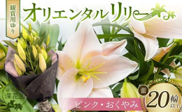 オリエンタルリリーは、優美な色彩とよく整った大輪の香り高い花です。日本を原産とするヤマユリやカノコユリなどの、森林のユリを交配して作られた品種群を指します。＜夏場の出荷について＞夏季（7月中旬から9月