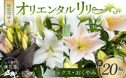 オリエンタルリリーは、優美な色彩とよく整った大輪の香り高い花です。日本を原産とするヤマユリやカノコユリなどの、森林のユリを交配して作られた品種群を指します。＜夏場の出荷について＞夏季（7月中旬から9月