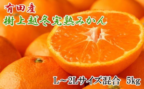 ［濃厚・まろやか］有田産樹上越冬完熟みかん5kg（L～2Lサイズ混合・秀品）★2027年1月下旬頃より順次発送 199592 - 和歌山県有田川町