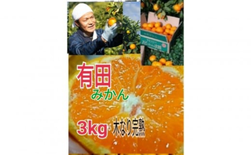 【ご家庭用】有田みかん  3kg （Ｓ～2Ｌサイズミックス）木成り完熟 大ちゃんの畑農園 199629 - 和歌山県有田川町
