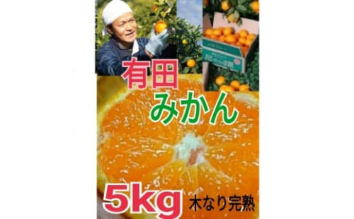 【ご家庭用】有田みかん  5kg （Ｓ～2Ｌサイズミックス）木成り完熟 大ちゃんの畑農園 199630 - 和歌山県有田川町