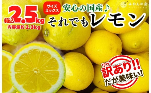 訳あり レモン B品  箱込2.5kg(内容量約2.3kg) 和歌山県有田産（サイズミックス）【みかんの会】 199672 - 和歌山県有田川町