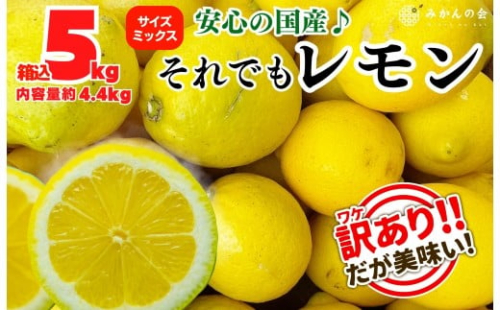 訳あり レモン B品  箱込5kg(内容量約4.4kg) 和歌山県有田産（サイズミックス）【みかんの会】 199674 - 和歌山県有田川町