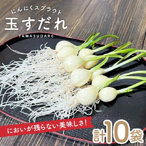SA2511　【福地ホワイトにんにく使用】 にんにくスプラウト「玉すだれ」すこやかセット　10袋 1996770 - 山形県酒田市