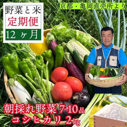 予約 野菜と米 12回 定期便 京都 佐伯の里 新鮮 旬の野菜セット 7～10品 コシヒカリ2kg 新米 定期便 12ヶ月 京都丹波・亀岡産 季節の野菜 詰め合わせ 訳あり 生活応援 ※北海道・沖縄・離島への配送不可 ※2025年9月下旬頃より順次発送 1996832 - 京都府亀岡市