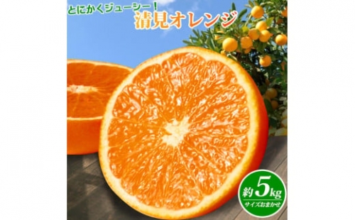 とにかくジューシー清見オレンジ　５kg 199685 - 和歌山県有田川町