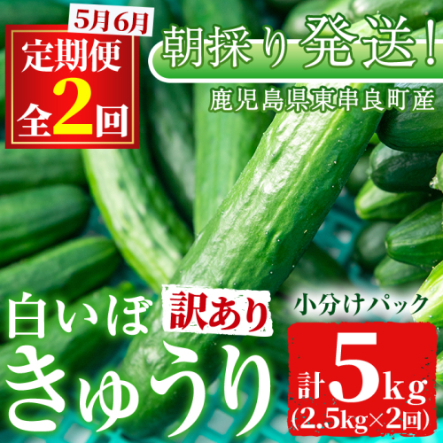【0123905b】＜訳あり＞＜定期便・全2回(5月・6月)＞愛情たっぷり！牧内農園の白いぼきゅうり(2.5kg×2回) 不揃い 規格外 野菜 やさい 旬 新鮮 サラダ キュウリ 胡瓜 【牧内農園】 1996945 - 鹿児島県東串良町
