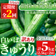 【0123905b】＜訳あり＞＜定期便・全2回(5月・6月)＞愛情たっぷり！牧内農園の白いぼきゅうり(2.5kg×2回) 不揃い 規格外 野菜 やさい 旬 新鮮 サラダ キュウリ 胡瓜 【牧内農園】