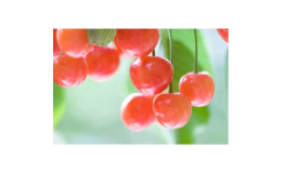 さくらんぼを代表する最高品種。果皮は美しい鮮紅色に着色し光沢があり、種が小さく食べる部分が多く、甘さと酸味の調和した最上の品質です。果皮が薄く熟度管理が難しいサクランボですが、ハウス栽培とすることで着