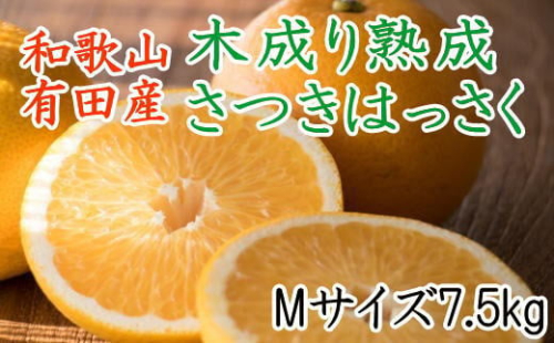 こだわりの和歌山有田産木成り熟成さつき八朔7.5kg(Mサイズ) ★2025年4月より順次発送 199736 - 和歌山県有田川町