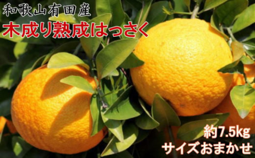 こだわりの和歌山有田産木成り熟成さつき八朔約7.5Kg(M～２Lサイズおまかせ) ★2026年3月下旬頃より順次発送 199738 - 和歌山県有田川町
