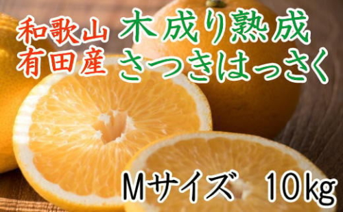 こだわりの和歌山有田産木成り熟成さつき八朔10kg(Mサイズ) ★2025年4月より順次発送 199745 - 和歌山県有田川町