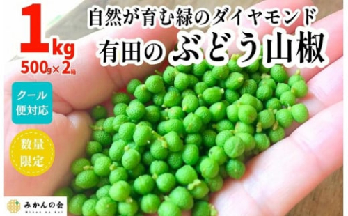 ［5月下旬出荷予定］ぶどう山椒 １kg（500g×2箱） 実山椒 生山椒 クール便対応 和歌山県産 199755 - 和歌山県有田川町
