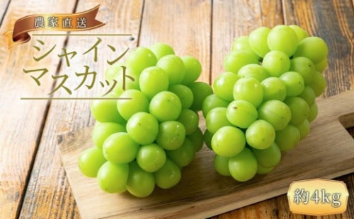 農家直送 朝採り シャインマスカット 約4kg［2026年・先行予約］ 199762 - 和歌山県有田川町