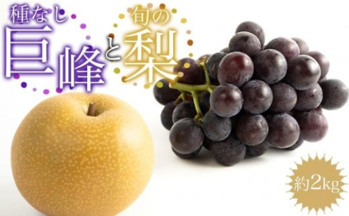 ［先行予約］種なし巨峰と旬の梨　約２kg［2026年8月上旬以降順次発送］ 199802 - 和歌山県有田川町