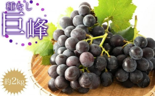 ［先行予約］種なし巨峰　約２kg［2026年8月上旬以降順次発送］ 199803 - 和歌山県有田川町