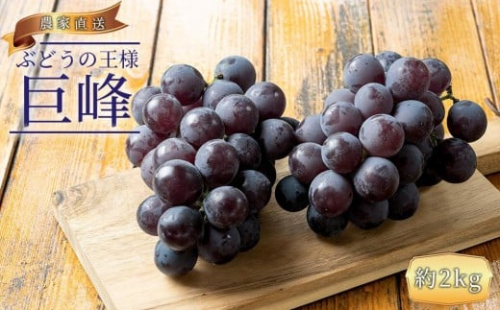 ぶどうの王様 農家直送 朝採り 巨峰 約2kg［2026年・先行予約］ 199810 - 和歌山県有田川町
