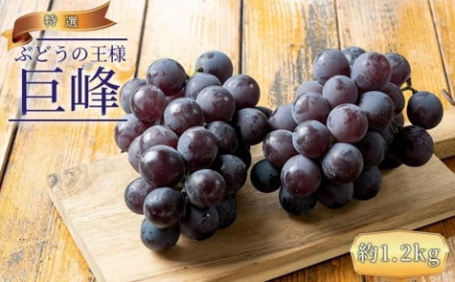 ぶどうの王様 農家直送 朝採り 巨峰 約1.2kg［2026年・先行予約］ 199811 - 和歌山県有田川町