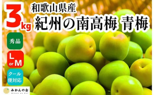 青梅 南高梅 3kg 秀品 LまたはMサイズ 和歌山県産 A品 梅酒作り用 梅