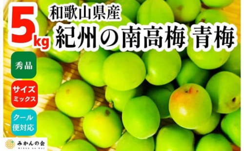 【2025年6月上旬出荷】青梅 南高梅 5kg 秀品 サイズミックス 和歌山県産 A品 梅酒作り用 梅ジュース作り用 199818 - 和歌山県有田川町