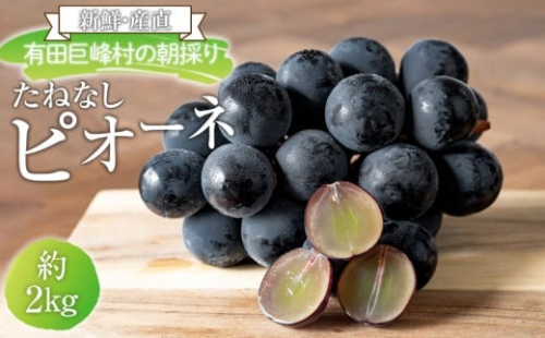 ［先行予約］［新鮮・産直］有田巨峰村の朝採りたねなしピオーネ　約2kg★2026年８月中旬頃より順次発送 199823 - 和歌山県有田川町