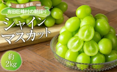 ［先行予約］シャインマスカット 約2kg  (3房～5房) 有田巨峰村 【朝採 新鮮】■2026年発送■※8月下旬頃から9月下旬頃まで順次発送予定 199824 - 和歌山県有田川町